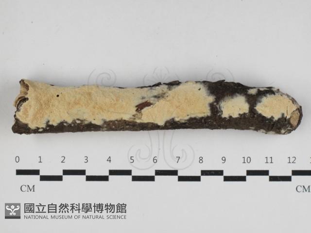 登錄號:F0033091藏品圖，第1張