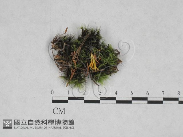 登錄號:F0028391藏品圖，第1張