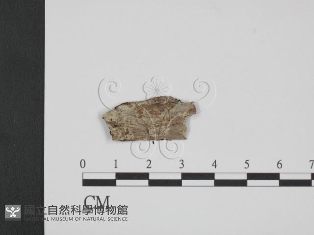 登錄號:F0020391藏品圖，第1張