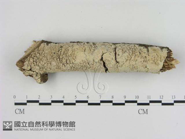登錄號:F0000391藏品圖，第1張