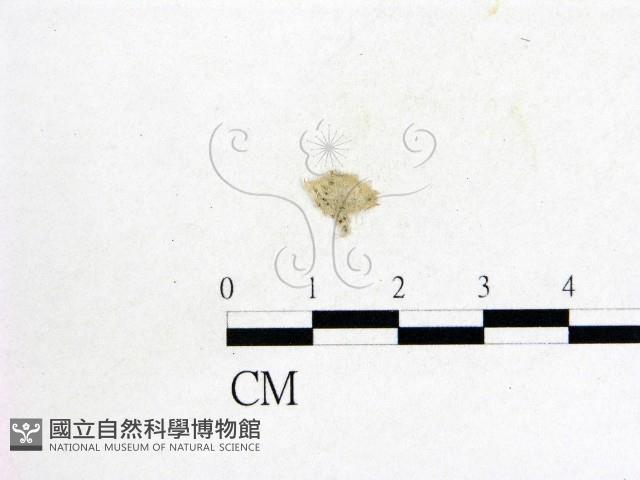 登錄號:F0010391藏品圖，第1張