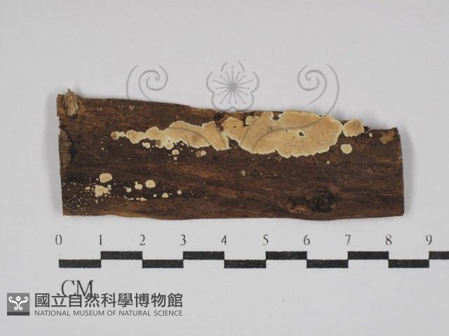 登錄號:F0030391藏品圖，第1張