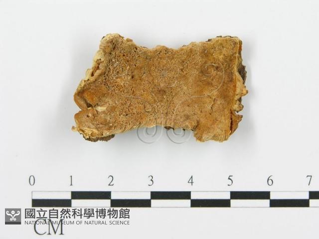 登錄號:F0006391藏品圖，第1張