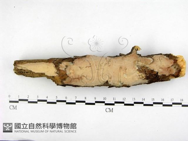 登錄號:F0001391藏品圖，第1張