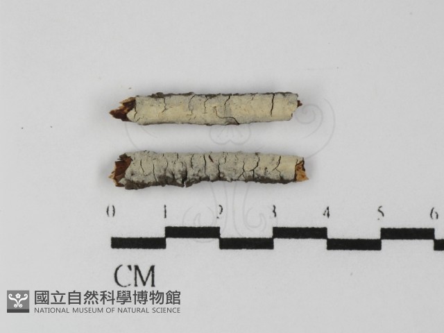 絲齒菌屬藏品圖，第1張