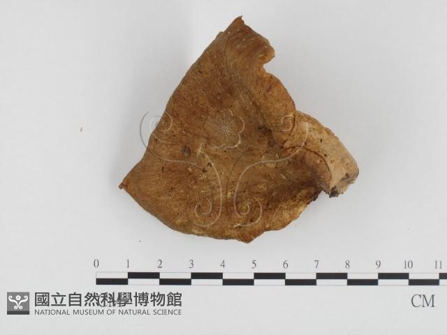 登錄號:F0024391藏品圖，第1張