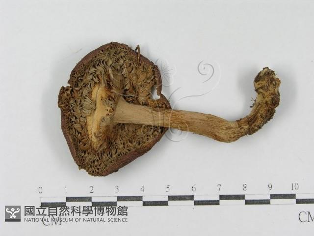 登錄號:F0004391藏品圖，第1張