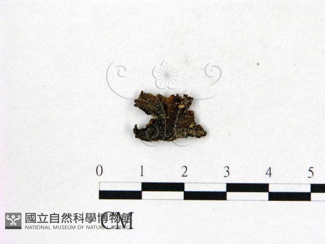 登錄號:F0014391藏品圖，第1張
