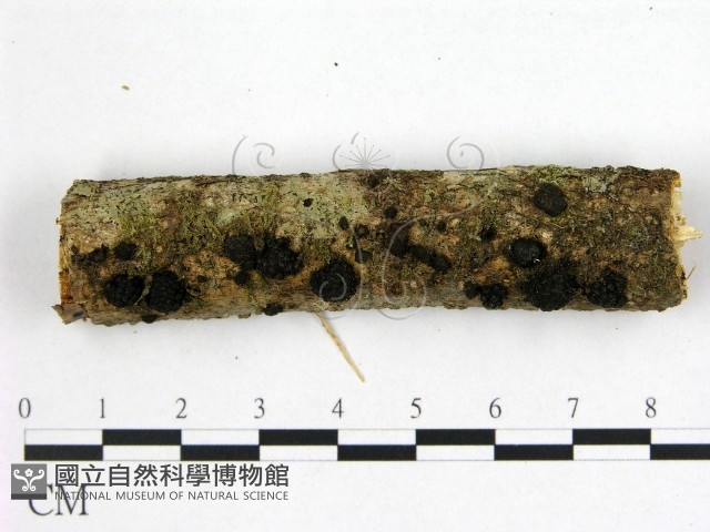 登錄號:F0022391藏品圖，第1張