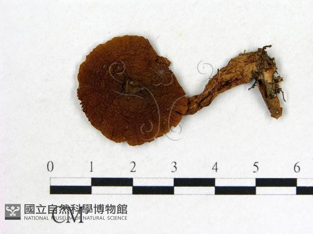 登錄號:F0012391藏品圖，第1張