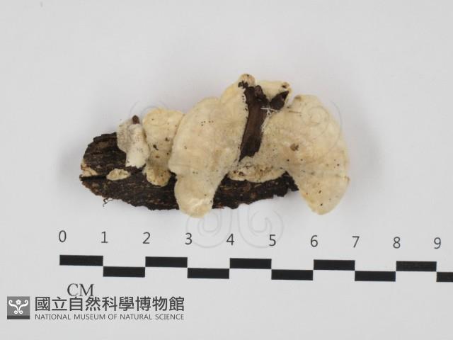 登錄號:F0032391藏品圖，第1張