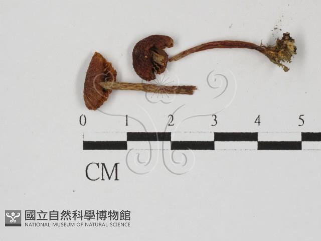 登錄號:F0027391藏品圖，第1張