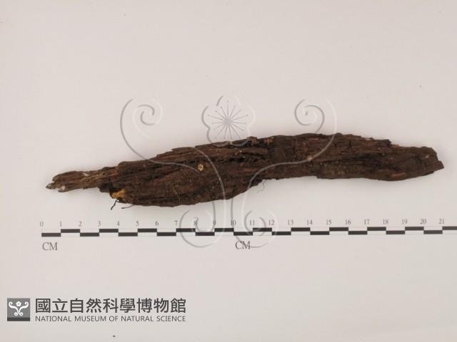 登錄號:F0007391藏品圖，第1張