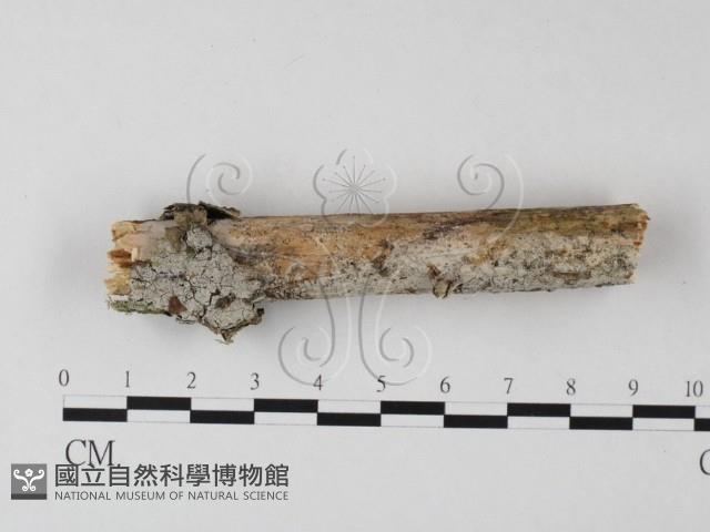 絲皮菌屬藏品圖，第1張