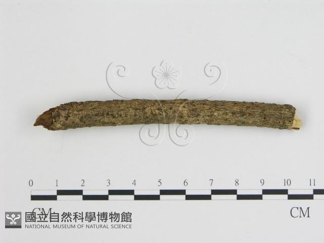 登錄號:F0009391藏品圖，第1張