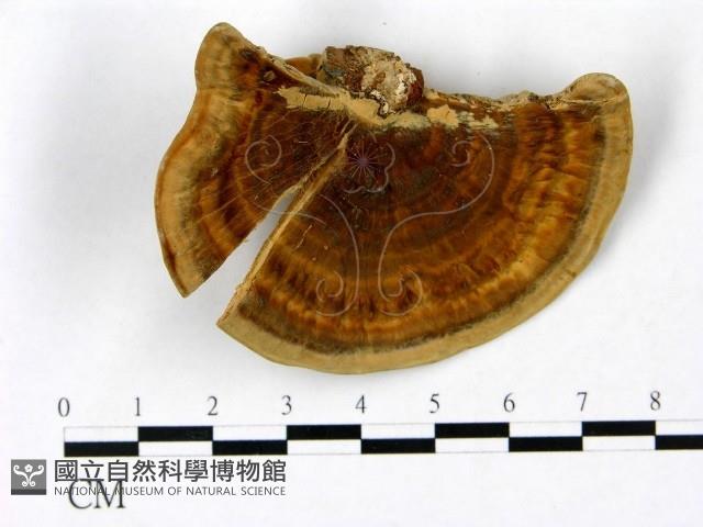 登錄號:F0023391藏品圖，第1張