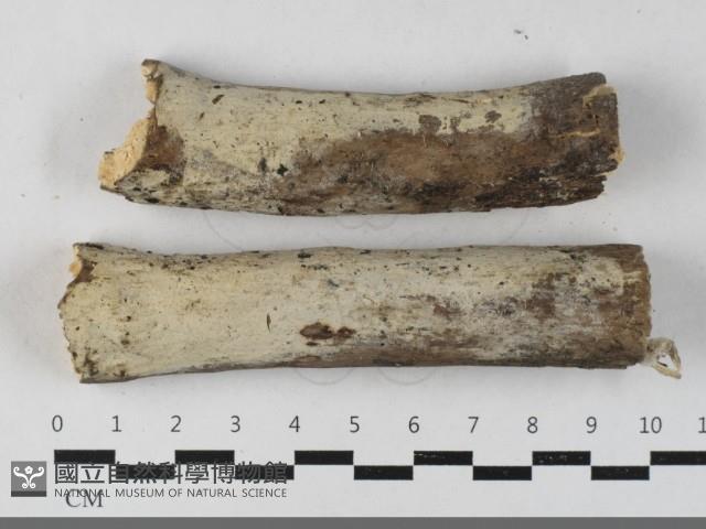 Accession Number:F0033391 Collection Image, Figure 1, Total 2 Figures