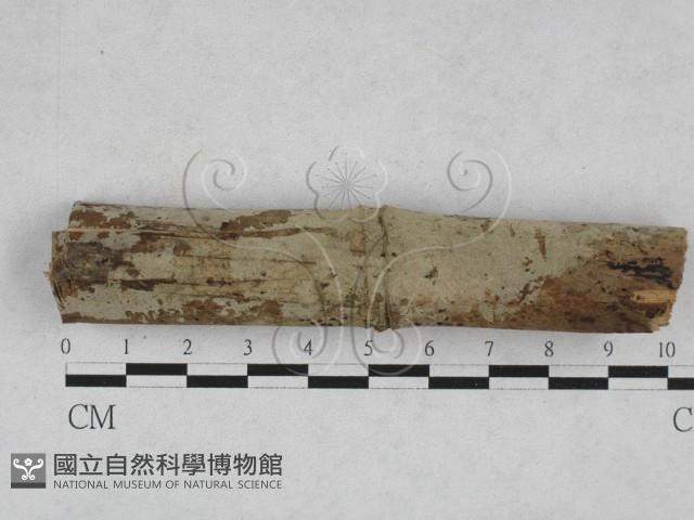 館號:F0028281藏品圖，第1張