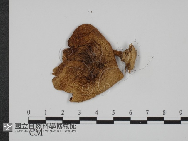 登錄號:F0008281藏品圖，第1張