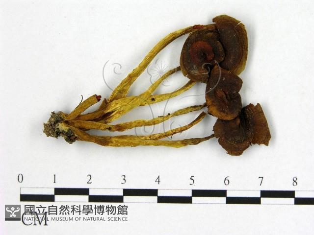 登錄號:F0020281藏品圖，第1張