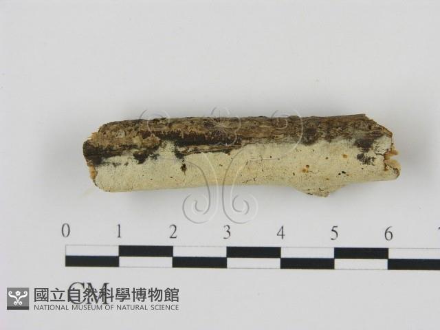 剛毛絲皮菌藏品圖，第1張