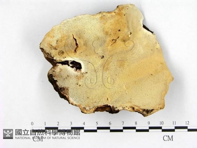 多年臥孔菌屬藏品圖，第1張