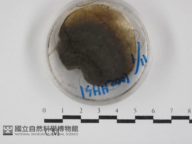 登錄號:F0030281藏品圖，第1張