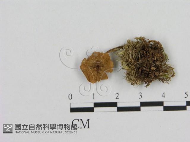 小菇屬藏品圖，第1張