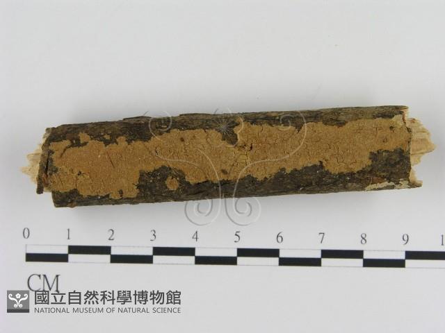 刺革菌屬藏品圖，第1張
