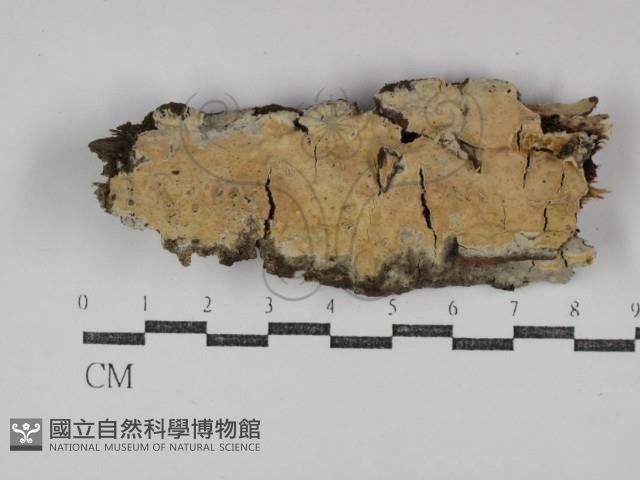 登錄號:F0031281藏品圖，第1張