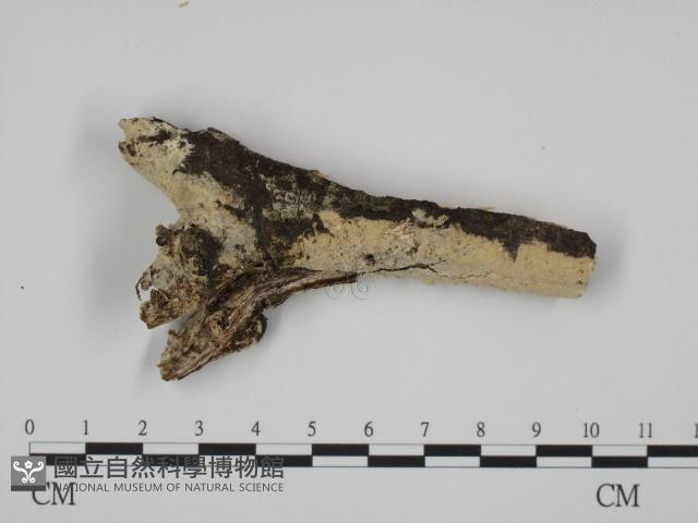 登錄號:F0004281藏品圖，第1張
