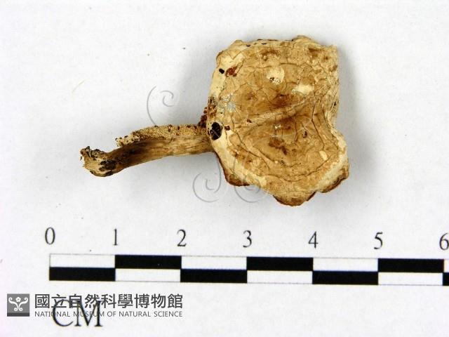 登錄號:F0022281藏品圖，第1張