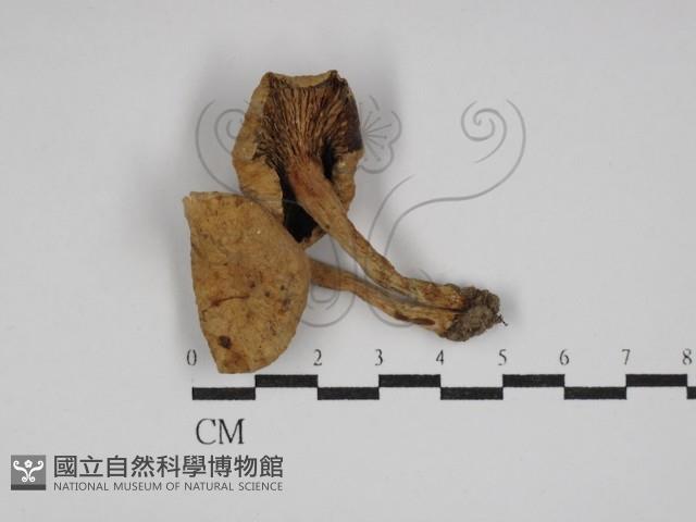 乳菇屬藏品圖，第1張