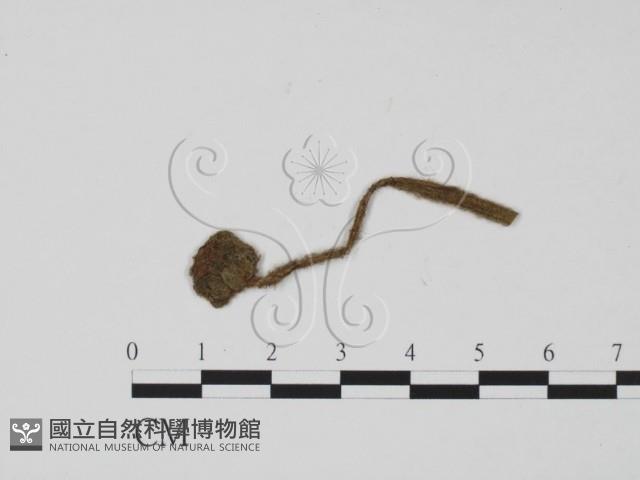 登錄號:F0012281藏品圖，第1張