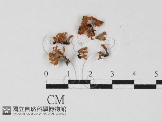 登錄號:F0027281藏品圖，第1張