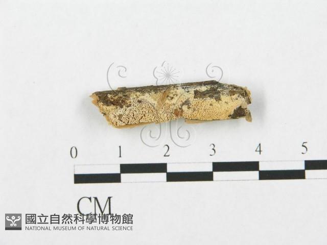 登錄號:F0007281藏品圖，第1張