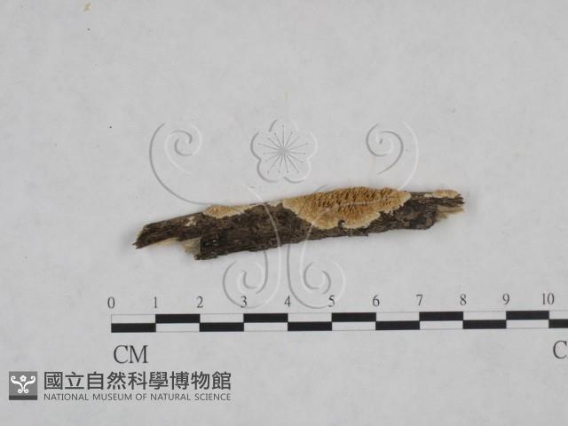 耙菌屬藏品圖，第1張