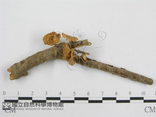 微皮傘屬藏品圖，第1張