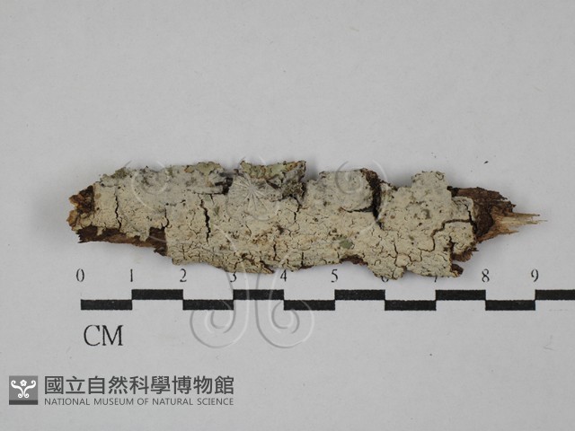 剛毛絲皮菌藏品圖，第1張