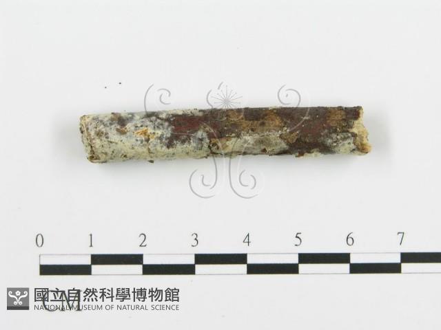 阿太菌屬藏品圖，第1張