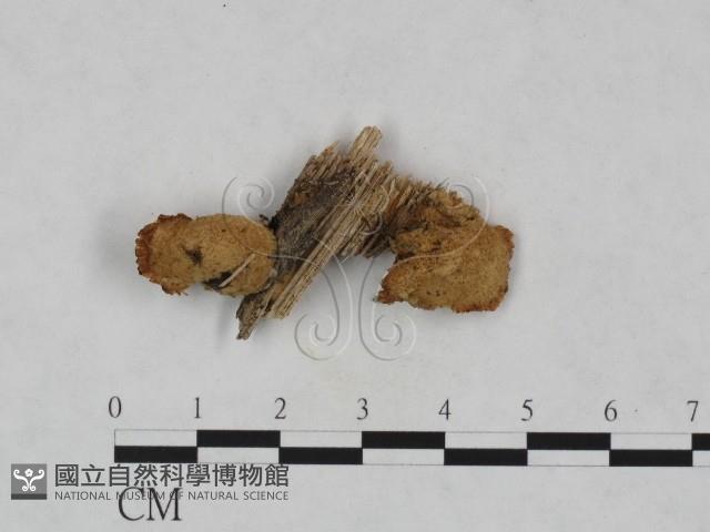 登錄號:F0023281藏品圖，第1張