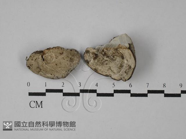 登錄號:F0028881藏品圖，第1張
