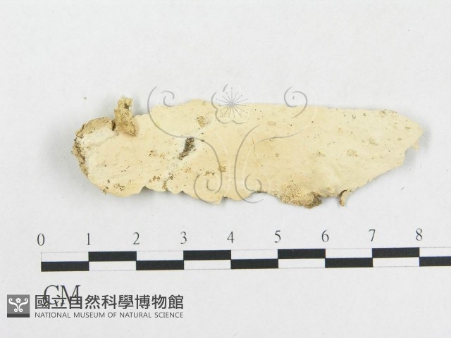 革墊菌屬藏品圖，第1張