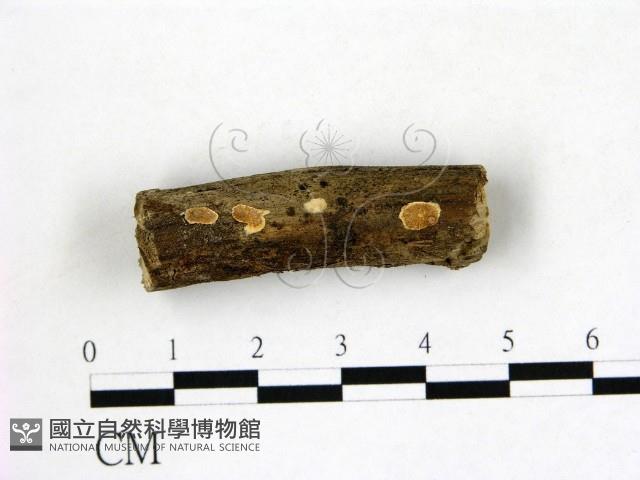 登錄號:F0020881藏品圖，第1張