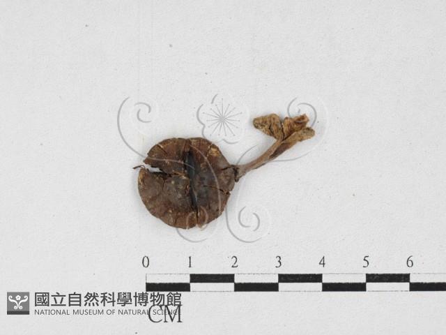 登錄號:F0026881藏品圖，第1張