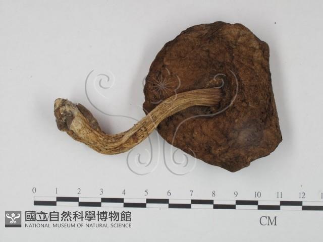 登錄號:F0021881藏品圖，第1張