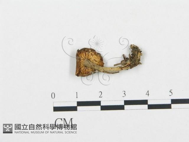杯傘屬藏品圖，第1張