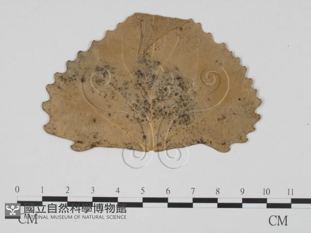 登錄號:F0011881藏品圖，第1張