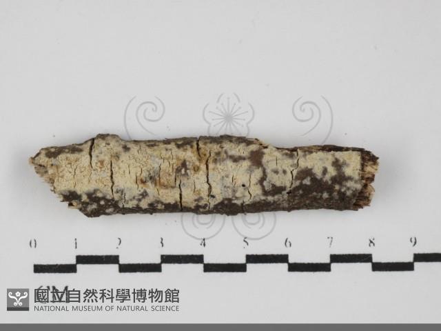 登錄號:F0031881藏品圖，第1張