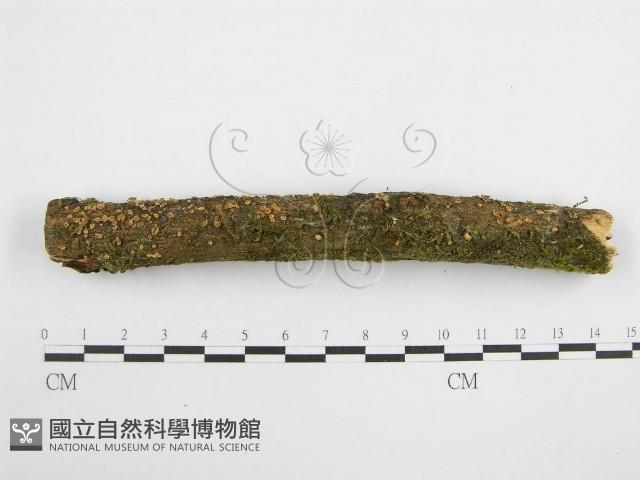 微皮傘屬藏品圖，第1張